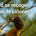 cuando-se-recogen-las-pinas-de-pinones