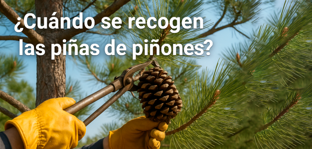 cuando-se-recogen-las-pinas-de-pinones