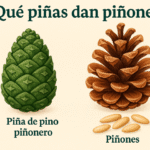 que-piñas-dan-piñones