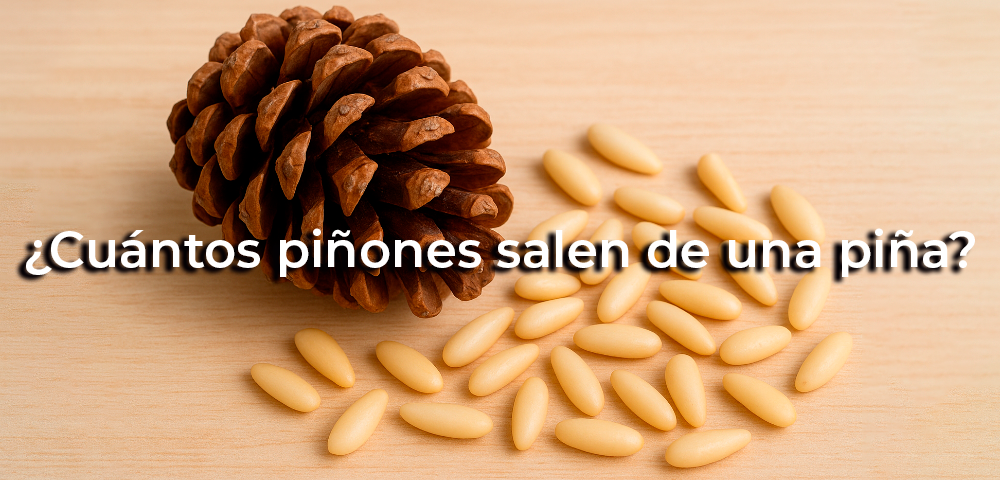 ¿Cuántos piñones salen de una piña? 1 cuantos-pinones-salen-de-una-pina
