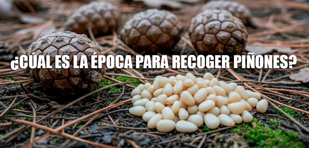 ¿Cuál es la época para recoger piñones? 1 cual-es-la-epoca-para-recoger-pinones
