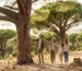 El árbol de piñones comestibles: Características del majestuoso Pino Piñonero